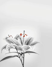 Load image into Gallery viewer, Essential Oils