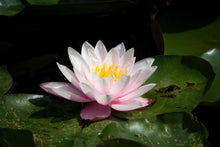 Load image into Gallery viewer, Essential Oils