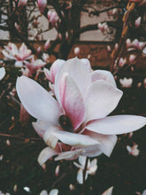 Load image into Gallery viewer, Essential Oils