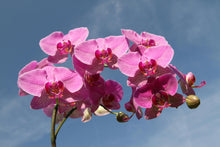 Load image into Gallery viewer, Essential Oils