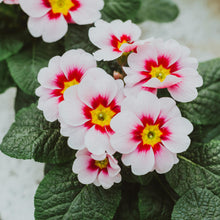 Load image into Gallery viewer, Essential Oils