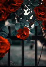 Load image into Gallery viewer, Essential Oils