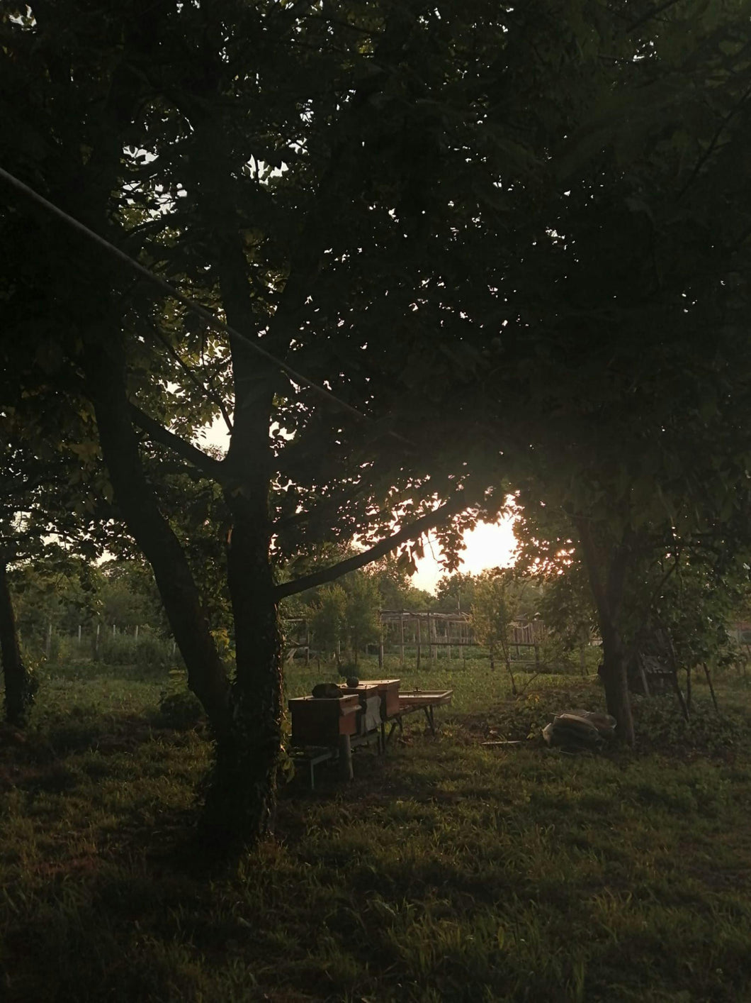 Dark Orchard