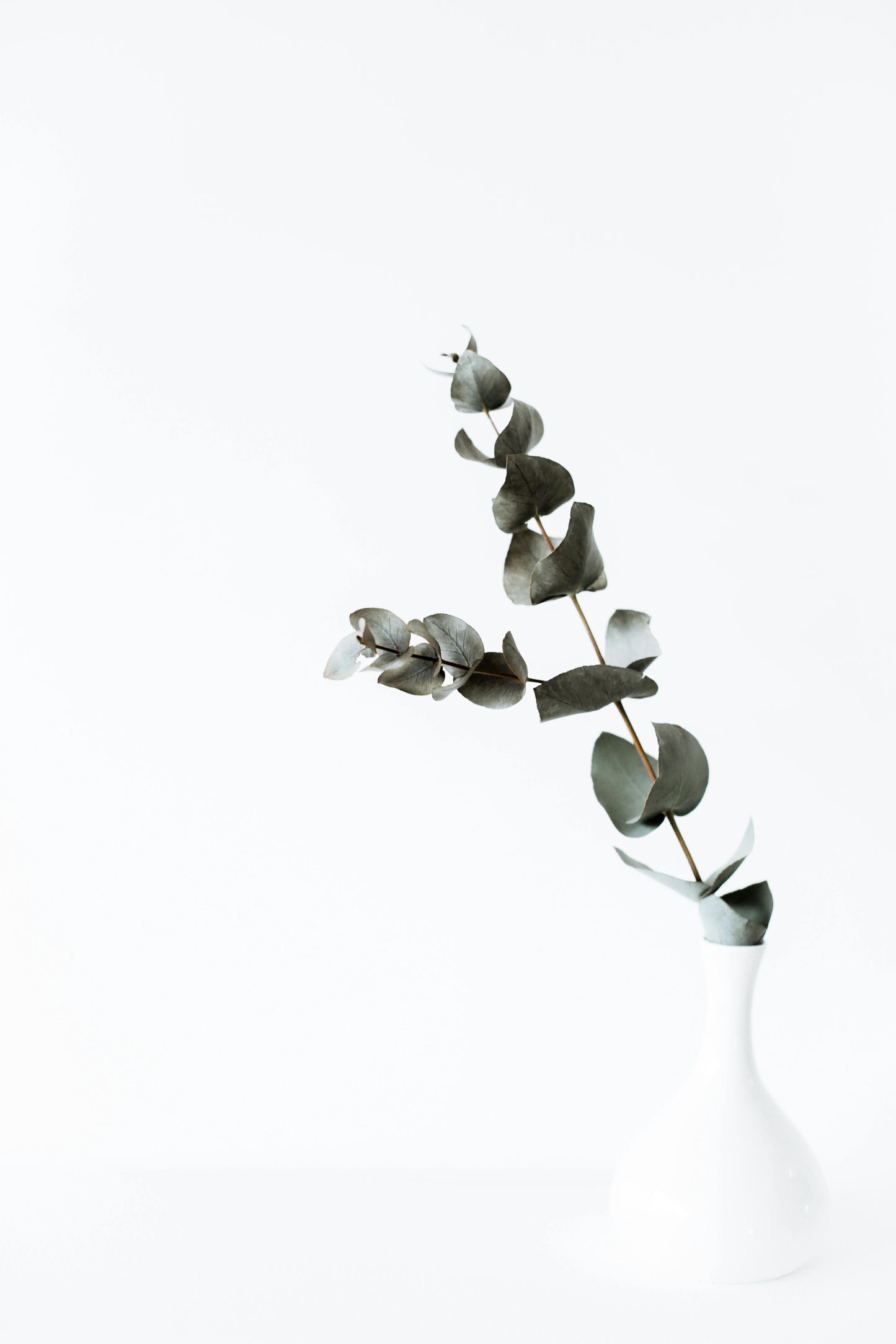 Eucalyptus 8oz Candle