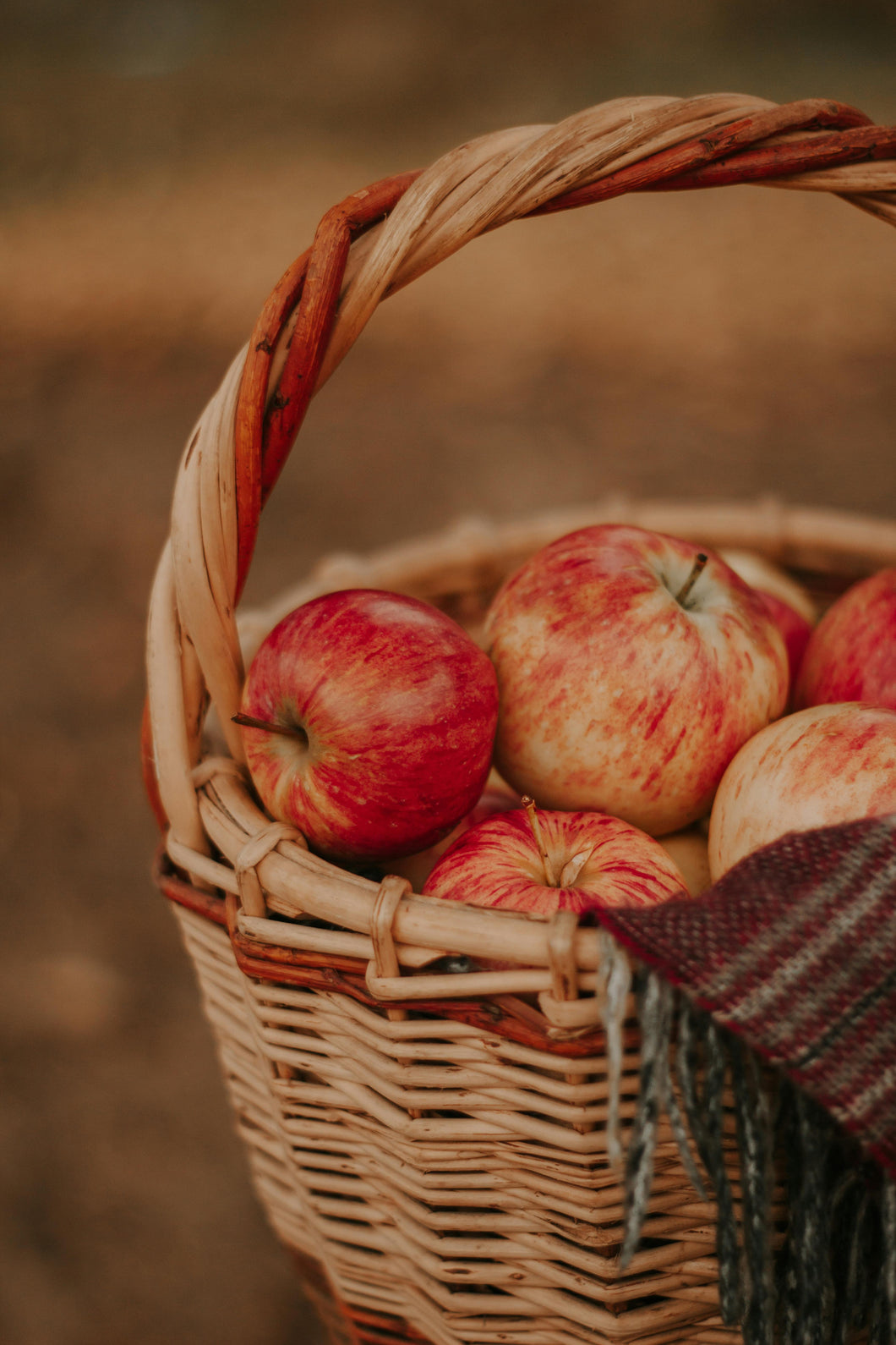 Apple Harvest 8 oz Candle